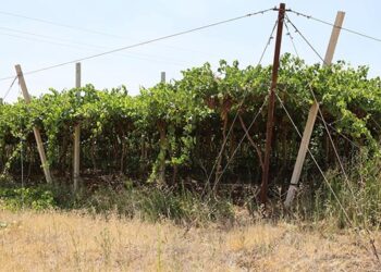 300 тоннаға жуық өнім жинайды